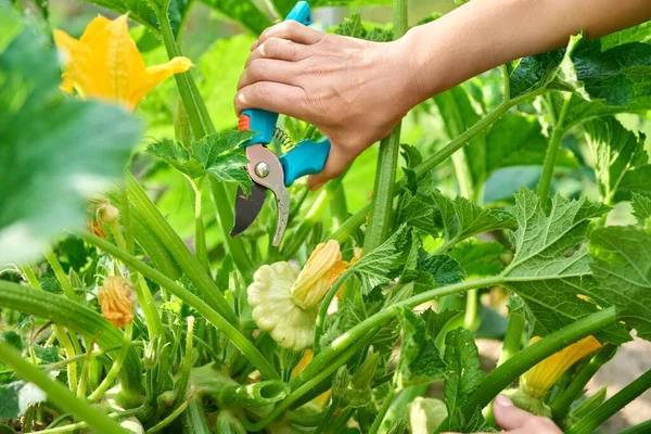 Woman Harvesting Pattypan Vegetables Garden Growing Natural Eco Organic Healthy — Stok Foto