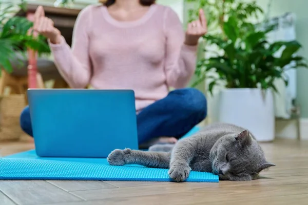 Woman sitting at home on yoga mat in lotus position, female doing exercises, meditation with laptop and pet cat lying together with owner, focus on gray cat. Relax practice workout meditation concept