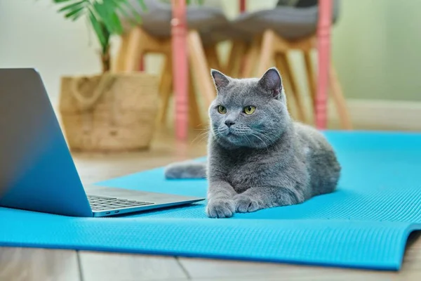 Pet Cat Lying Home Yoga Mat Laptop Relax Sport Fitness — Fotografia de Stock