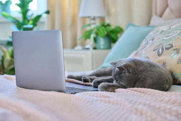 Кіт Лежить Вдома Ліжку Ноутбуком Комфорт Технології Дозвілля Концепція Способу — стокове фото