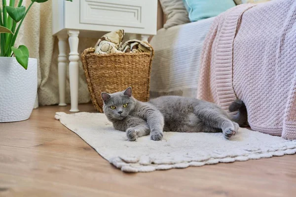 Розслабляючий Британський Кіт Лежить Підлозі Килимі Домашньому Інтер Єрі — стокове фото