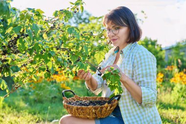 Harvesting ripe blackcurrants in garden. Woman gardener picking sweet berries in basket. Growing healthy organic berries, summer season, farm, farming, vitamin food concept