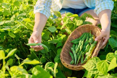 Woman picking green beans in summer garden. Growing natural eco organic healthy vegetables. Food, horticulture, harvest, agriculture concept