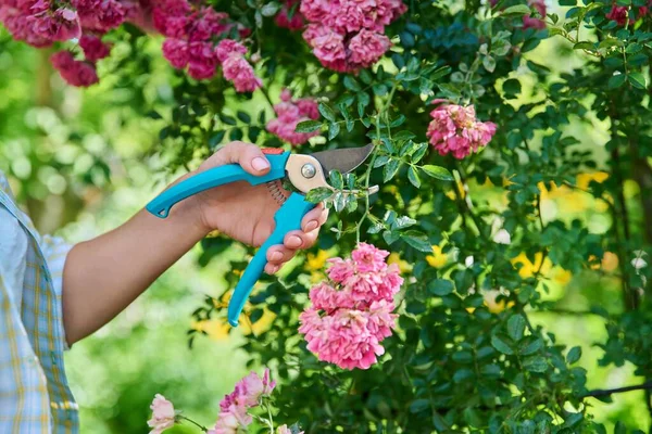 Close Woman Hand Pruner Caring Rose Bush Garden Summer Day — Stok Foto