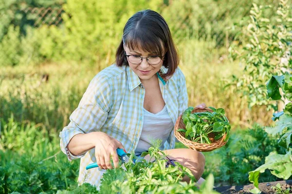 Smiling Woman Harvest Basil Leaves Summer Garden Female Gardener Cut — Stockfoto