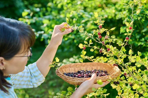 Harvesting Ripe Gooseberries Garden Woman Gardener Picking Sweet Berries Plate — Stockfoto