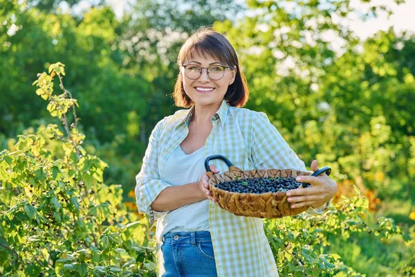 Smiling Middle Aged Woman Holding Basket Ripe Blackcurrants Harvesting Currants — Stockfoto
