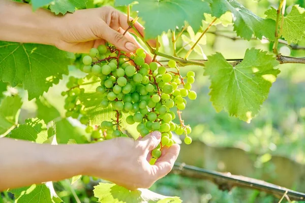 Woman Hand Bunch Green Unripe Grapes Summer Season Vineyard — ストック写真
