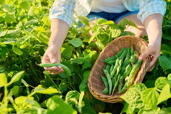 Woman Picking Green Beans Summer Garden Growing Natural Eco Organic — Foto de Stock