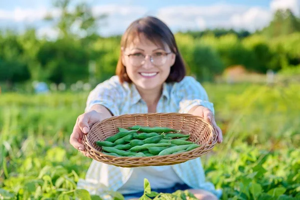 Wicker Plate Harvest Green Beans Close Hands Woman Growing Natural — Stok Foto