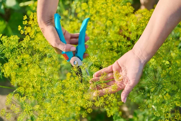 Woman Hands Secateurs Garden Picking Flowering Fragrant Dill Plants Growing — Stok Foto