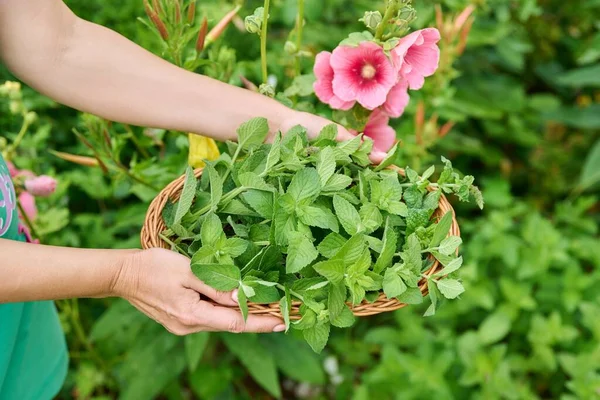 Harvesting Fresh Aromatic Mint Leaves Womans Hands Pruner Wicker Plate — Stok Foto