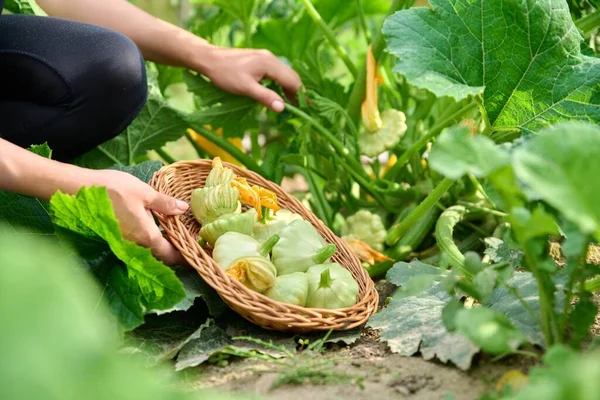 Woman harvesting pattypan vegetables in the garden. Growing natural eco organic healthy vegetables. Food, horticulture, summer, harvest, agriculture concept