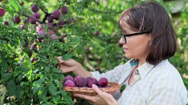 Woman Harvesting Blue Plums Tree Orchard Gardening Farming Hobby Leisure — Stok video