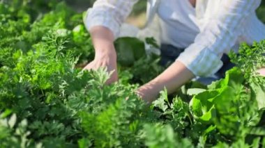 Close-up of womans hands with pruner in wicker plate cutting crop of fresh fragrant parsley. Growing natural organic eco herbs in garden farm. Food horticulture summer harvesting cooking agriculture
