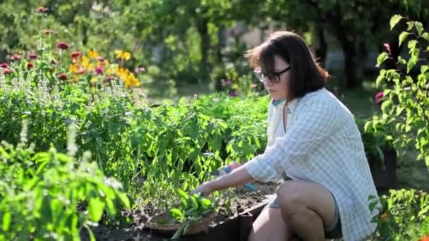 Woman Harvesting Fragrant Basil Cutting Plants Secateurs Summer Garden Growing — Αρχείο Βίντεο