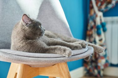 Adorable funny gray british cat at home on a chair