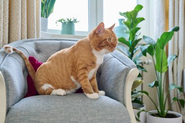 Big red funny cat sitting on a velvet chair at home. Pet with a groomers haircut