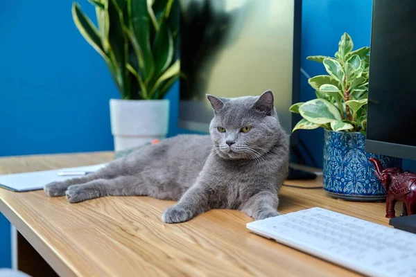 Gray cat lying on table near computer, relaxed cat sleeping in interior of home business office. Pets, freelancing, work from home, animals concept