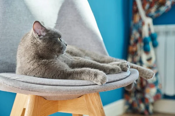 Adorable Funny Gray British Cat Home Chair — Stockfoto