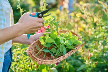 Harvesting fresh aromatic mint leaves, womans hands with pruner wicker plate in summer garden. Harvest spicy fragrant smelly mint, growing natural healthy organic eco herbs. Food horticulture cooking