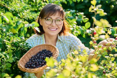 Smiling middle aged woman harvesting berries on gooseberry bush in garden. Growing healthy organic berries, summer season, farm, farming, gardening, summertime, agricultural, vitamin food concept