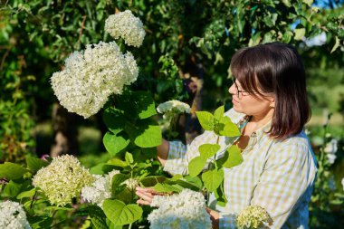 Woman with secateurs cutting flowers of white hydrangea, female farmer florist, work, hobby and leisure. Backyard landscaping with hydrangea bushes, gardening, floriculture, nature, people concept