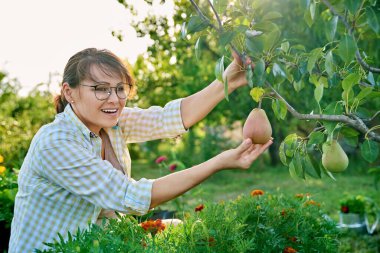 Happy woman rejoicing at pear harvest in garden, touching showing pear fruit on tree branch. Gardening, agriculture, growing healthy organic food, hobbies and leisure, mature people