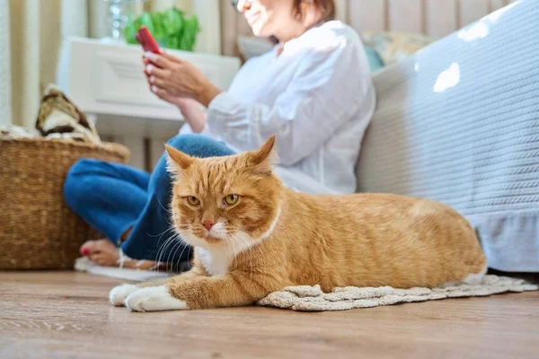 Home lifestyle, woman with cat, comfort calmness concept. Female sitting on floor on carpet using smartphone, pet old red ginger cat lying near owner, animal in focus