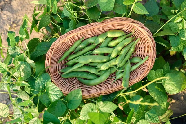 Top view of wicker plate with harvest of green beans in summer garden on bed with bean plants. Growing natural eco organic healthy vegetables. Food, horticulture, harvest, agriculture concept