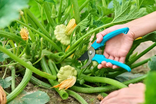 Woman harvesting pattypan vegetables in the garden. Growing natural eco organic healthy vegetables. Food, horticulture, summer, harvest, agriculture concept