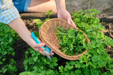 Close-up of womans hands with pruner in wicker plate cutting crop of fresh fragrant parsley. Growing natural organic eco herbs in garden farm. Food horticulture summer harvesting cooking agriculture