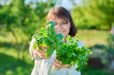 Bunch of fresh fragrant parsley and basil close-up in hands of woman. Growing natural organic eco herbs in garden farm. Food, horticulture, summer, harvesting, cooking, agriculture concept