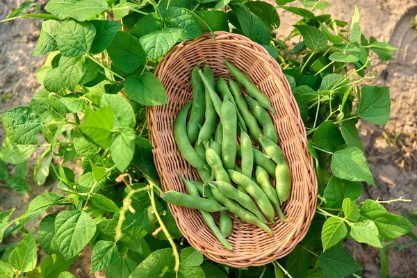 Top view of wicker plate with harvest of green beans in summer garden on bed with bean plants. Growing natural eco organic healthy vegetables. Food, horticulture, harvest, agriculture concept