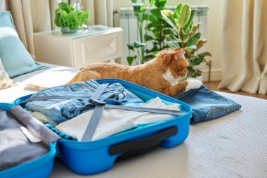 Packing luggage in suitcase, big red funny cat lying on bed near suitcase with things, going on trip. Journey, adventure, holidays, tourism, flight, tour, vacation concept