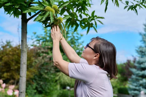 Vrouw Roerende Kastanje Vrucht Een Boom Tuin — Stockfoto