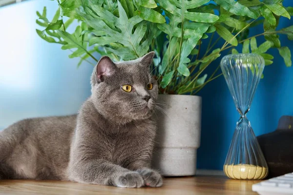 Grå Ung Brittisk Katt Ligger Bordet Hemmakontoret Tittar Uppmärksamt Sidan — Stockfoto