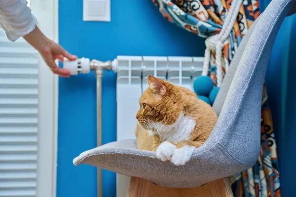 Red Ginger Cat Lying Warming Chair Heating Radiator Woman Regulating — Fotografia de Stock