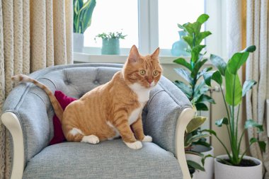 Big red funny cat sitting on a velvet chair at home. Pet with a groomers haircut