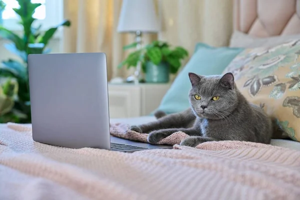 Pet Cat Lying Home Bed Laptop Comfort Technology Leisure Lifestyle — Foto Stock