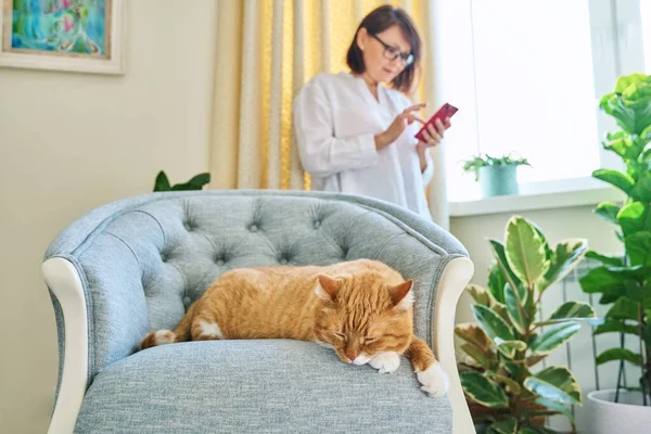 Relaxed Sleeping Ginger Cat Armchair Woman Using Smartphone Defocus Old — Foto Stock