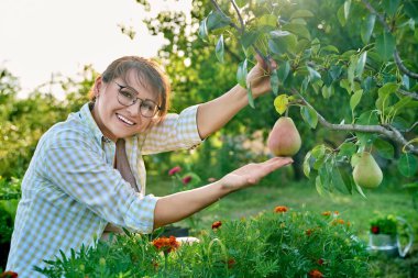 Meyve bahçesinde ağaçta olgun armutlarla kameraya bakan gülümseyen kadının portresi. Bahçıvanlık, hasat, tarım, sağlıklı organik gıda, hobiler ve boş zaman, olgun insanlar.