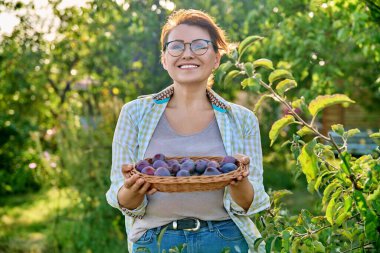 Middle aged woman with harvest of plums in a wicker plate outdoor. Gardening, orchard, farming, hobby, leisure, summer autumn season, healthy food concept