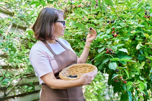 Vrouw Die Rijpe Bramen Oogst Tuin Gezond Kweken Van Biologische — Stockfoto