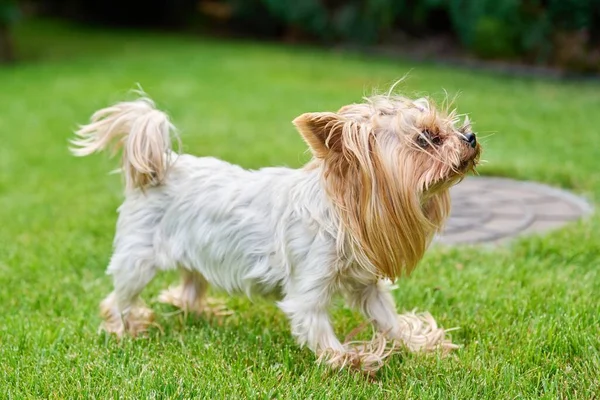 Liten Hund Ras Yorkshire Terrier Hund Gamla Kvinnliga Djur Grön — Stockfoto