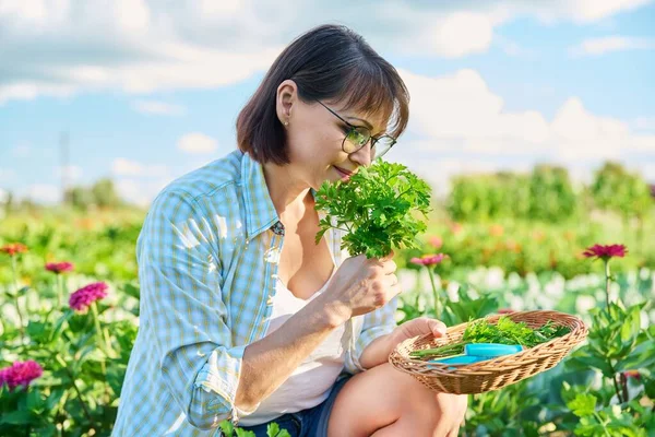 Middle Aged Woman Vegetable Garden Crop Parsley Smiling Female Gardener — 图库照片