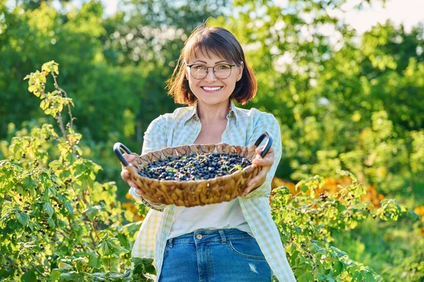 Smiling Middle Aged Woman Holding Basket Ripe Blackcurrants Harvesting Currants — 图库照片