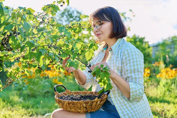 Harvesting Ripe Blackcurrants Garden Woman Gardener Picking Sweet Berries Basket — Stockfoto