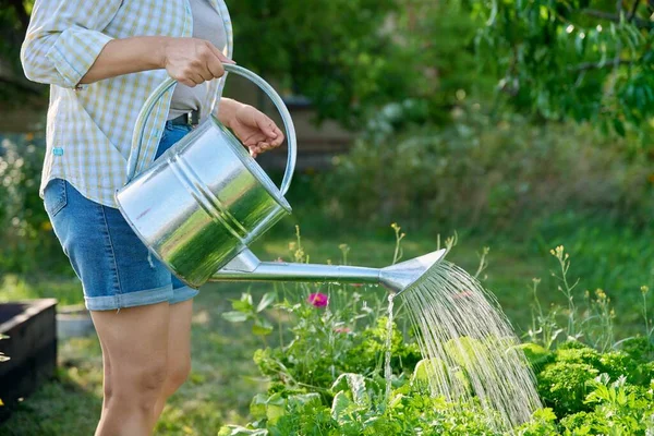 Woman watering a garden bed with a watering can. Growing natural organic eco vegetables, herbs in the garden, hobby and leisure, lifestyle, summer season concept