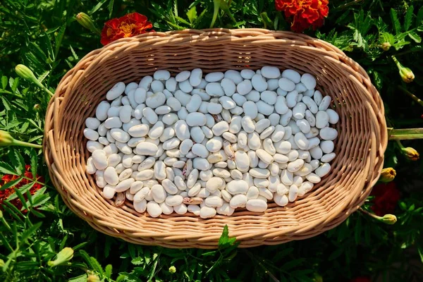 Dry Legumes White Beans Basket Grass Top View Healthy Eco — Stockfoto